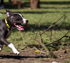 Fotos de ces no Parque do Ibirapuera