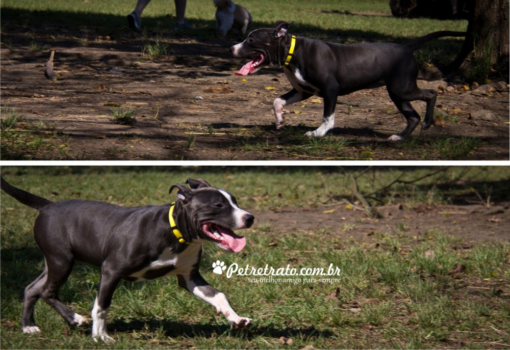 Fotos de ces no Parque do Ibirapuera