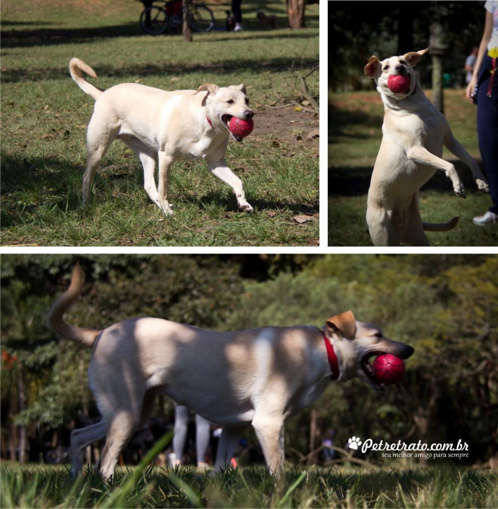 Fotos de ces no Parque do Ibirapuera