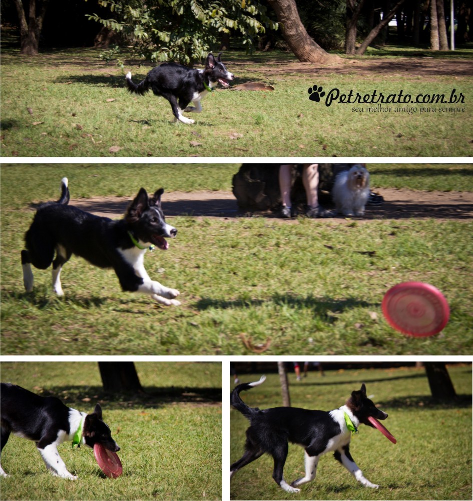 Fotos de ces no Parque do Ibirapuera