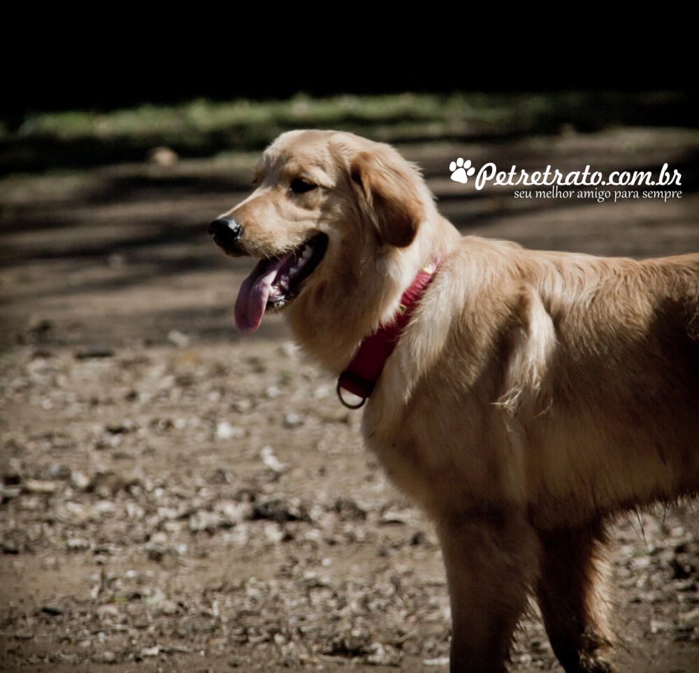 Golden Retriever fotos