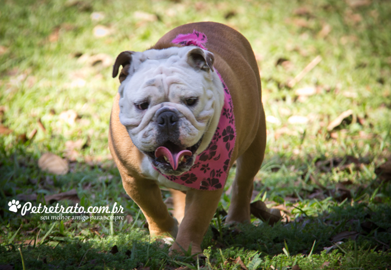 Fotos de bulldog no Ibirapuera