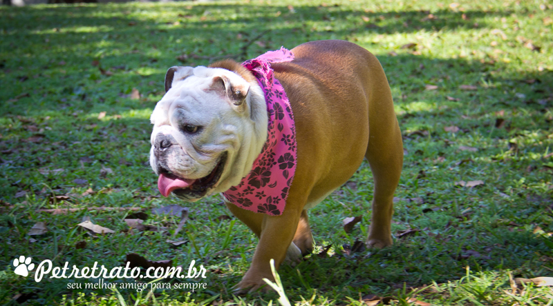 Fotos de bulldog no Ibirapuera