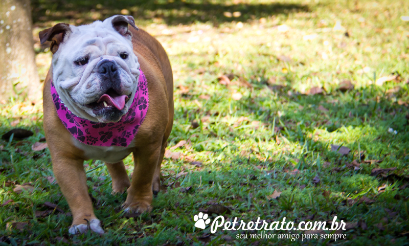 Fotos de bulldog no Ibirapuera