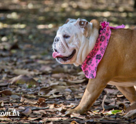 Fotos de bulldog no Ibirapuera