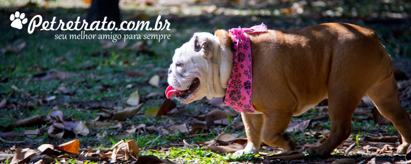 Fotos de bulldog no Ibirapuera