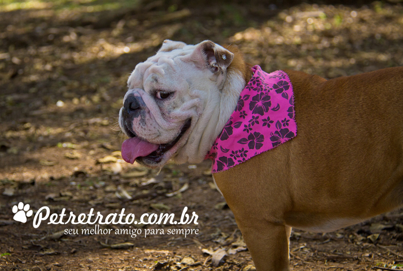 Fotos de bulldog no Ibirapuera