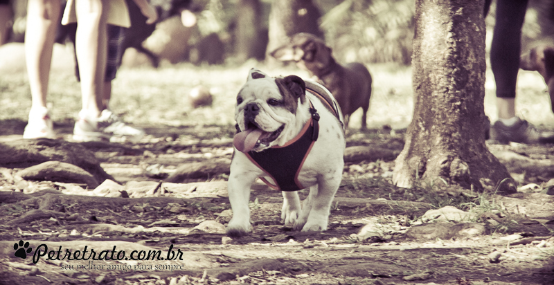 Fotos de bulldog no Ibirapuera