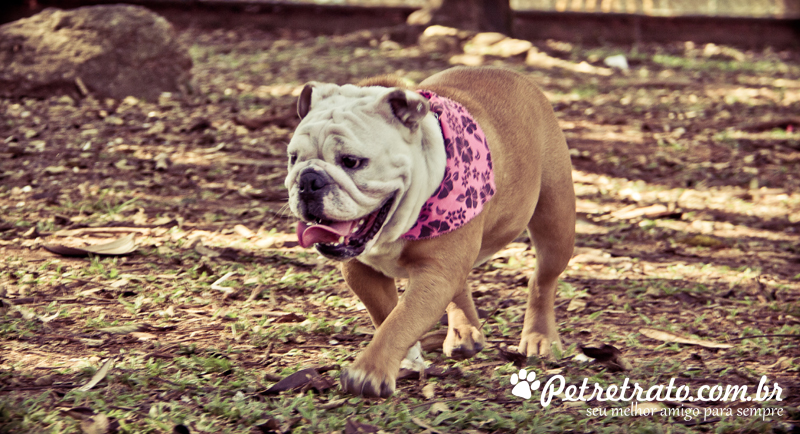 Fotos de bulldog no Ibirapuera