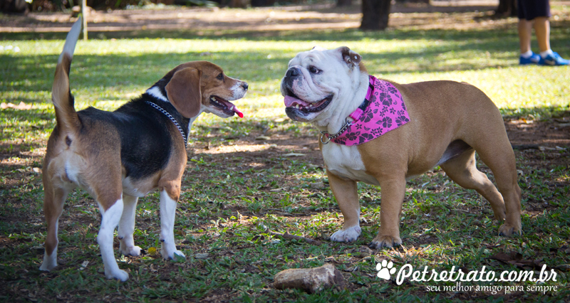 Fotos de bulldog no Ibirapuera