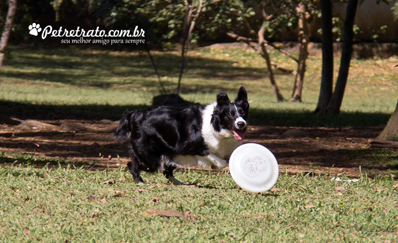 Fotos de bulldog no Ibirapuera