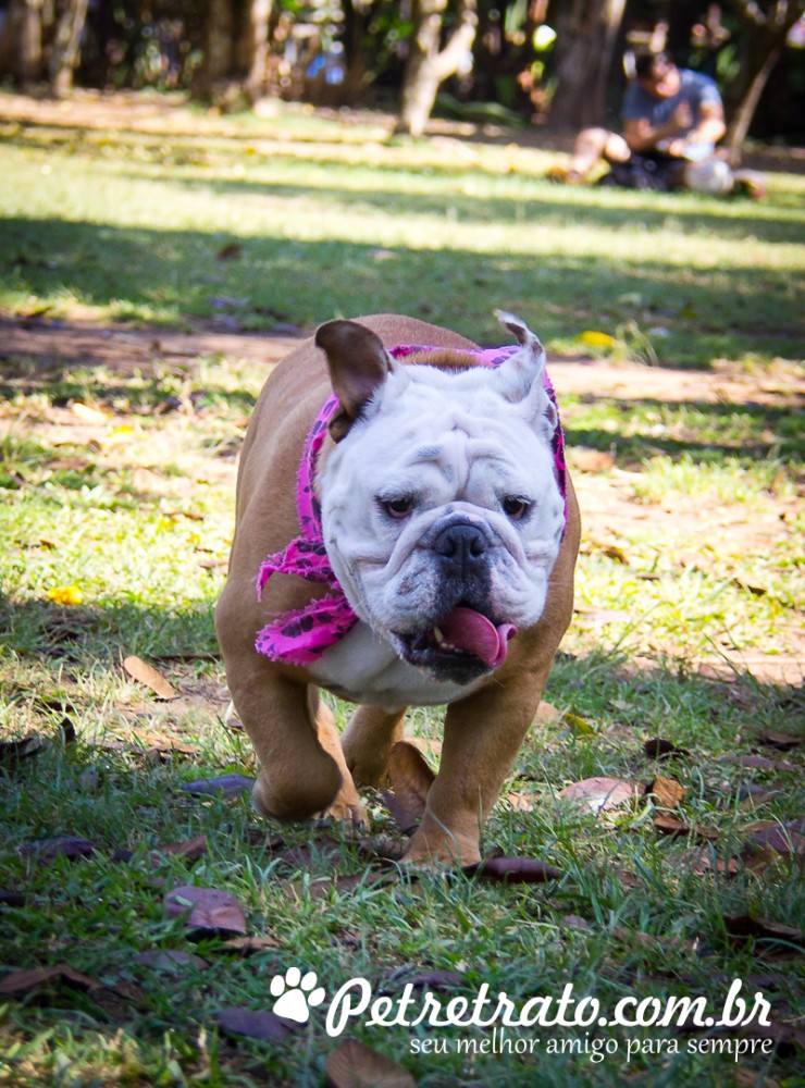 Fotos de bulldog no Ibirapuera