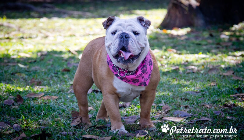 Fotos de bulldog no Ibirapuera