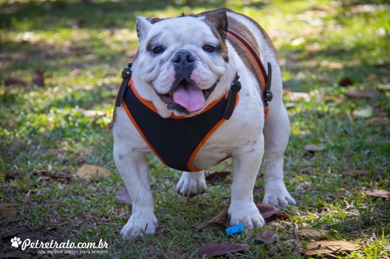 Fotos de bulldog no Ibirapuera