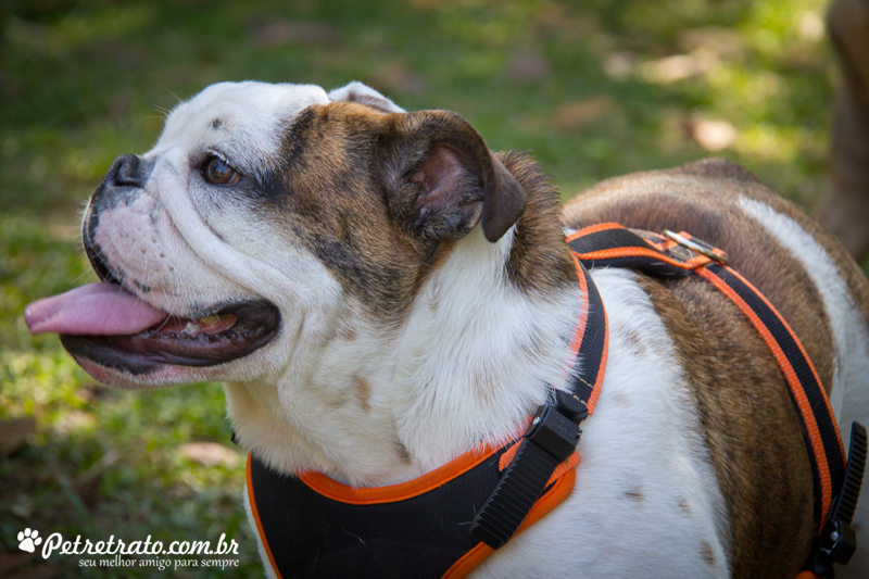 Fotos de bulldog no Ibirapuera