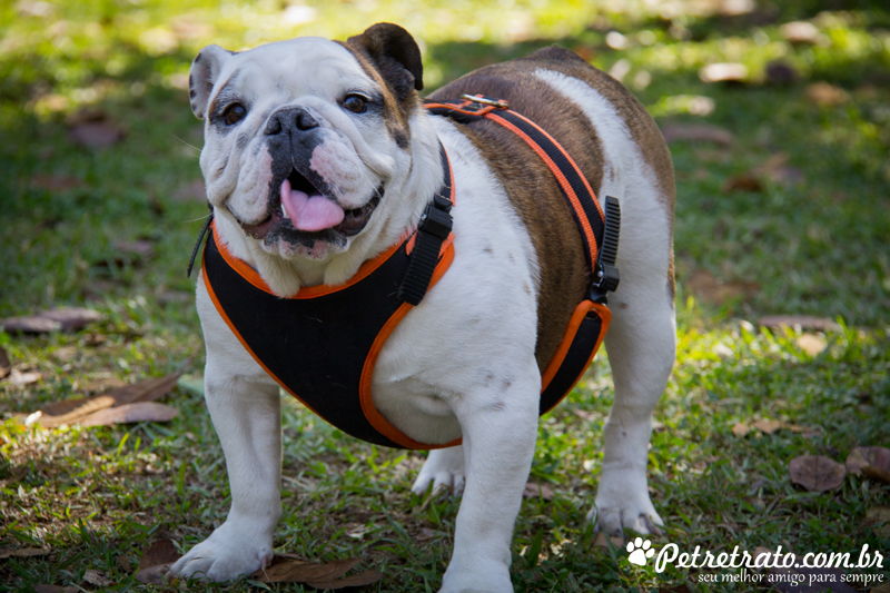 Fotos de bulldog no Ibirapuera