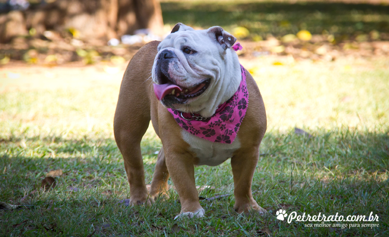 Fotos de bulldog no Ibirapuera