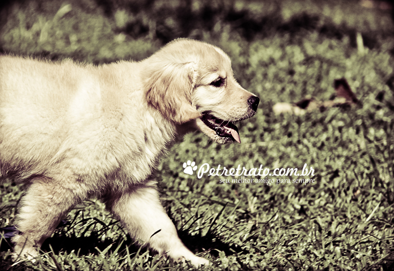 Book Golden Retriever