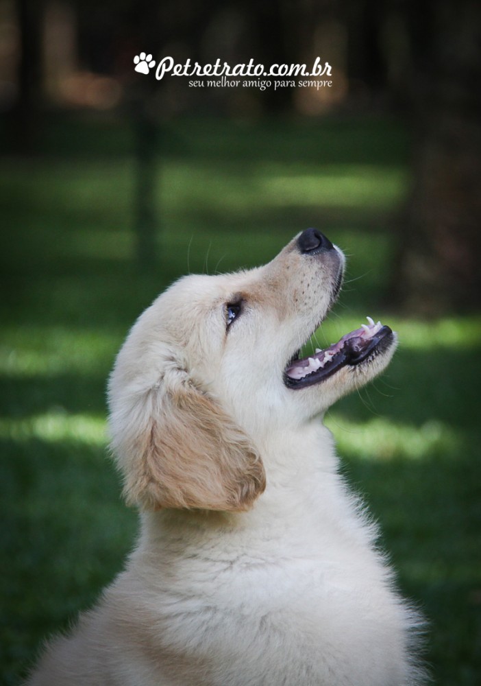 Book Golden Retriever