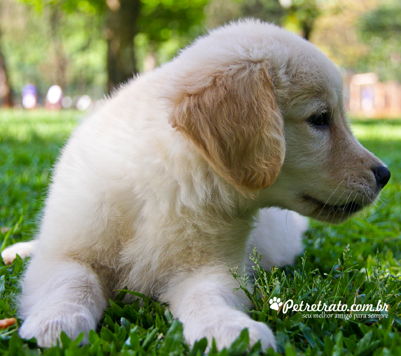 Book Golden Retriever