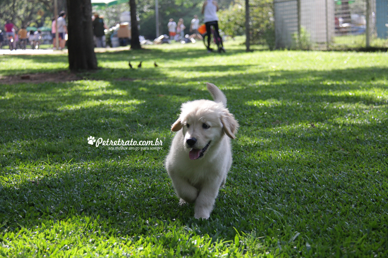 Book Golden Retriever