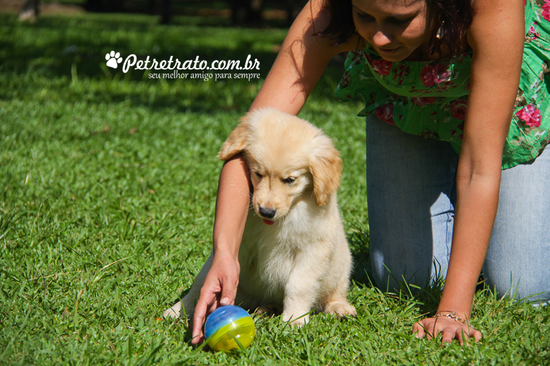 Book Golden Retriever