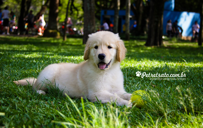 Book Golden Retriever