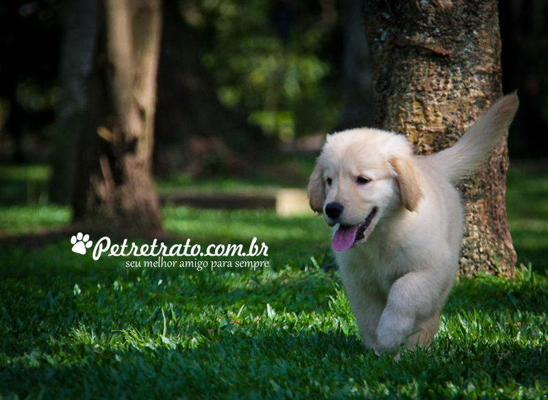 Book Golden Retriever