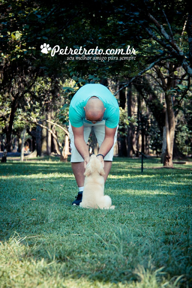 Book Golden Retriever