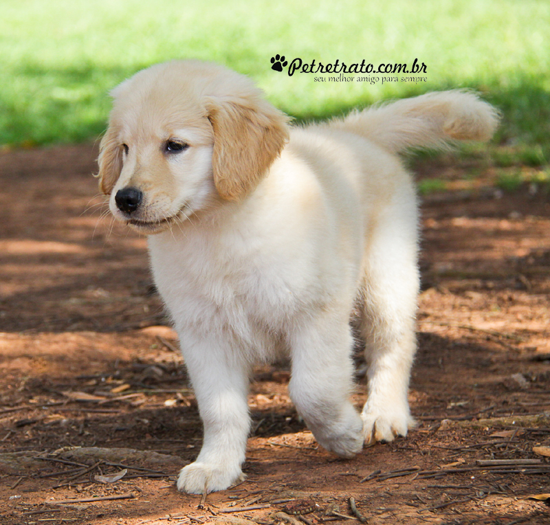 Book Golden Retriever