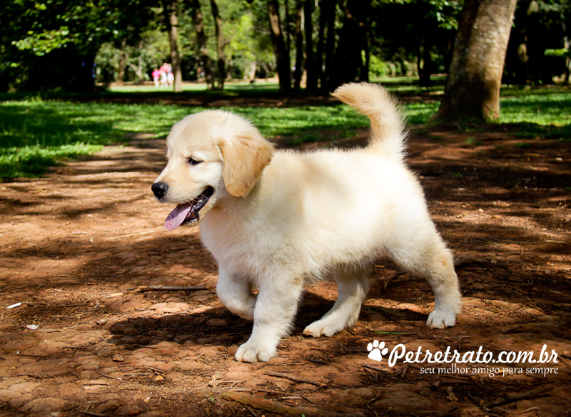 Book Golden Retriever