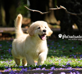 Book Golden Retriever