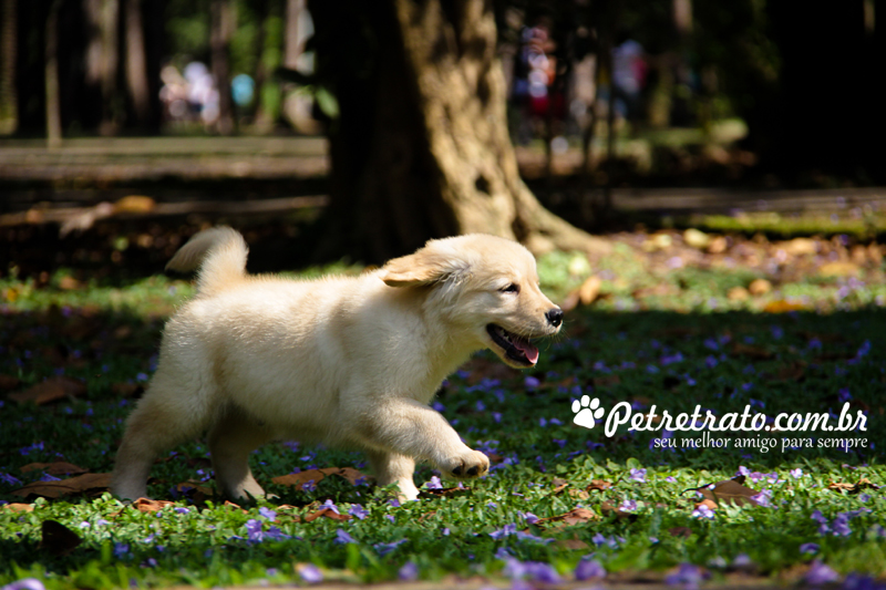 Book Golden Retriever