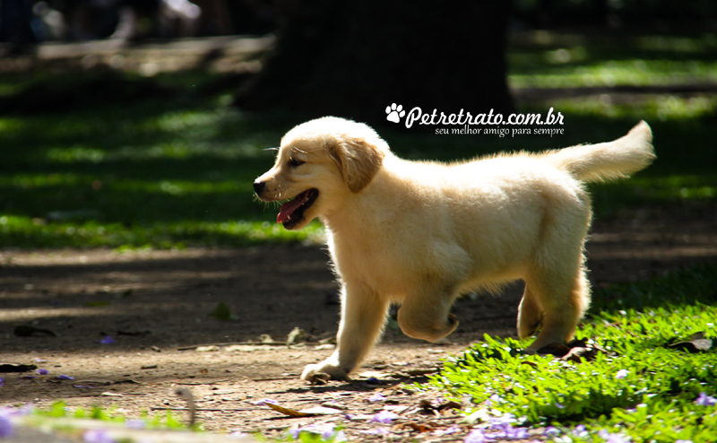 Book Golden Retriever