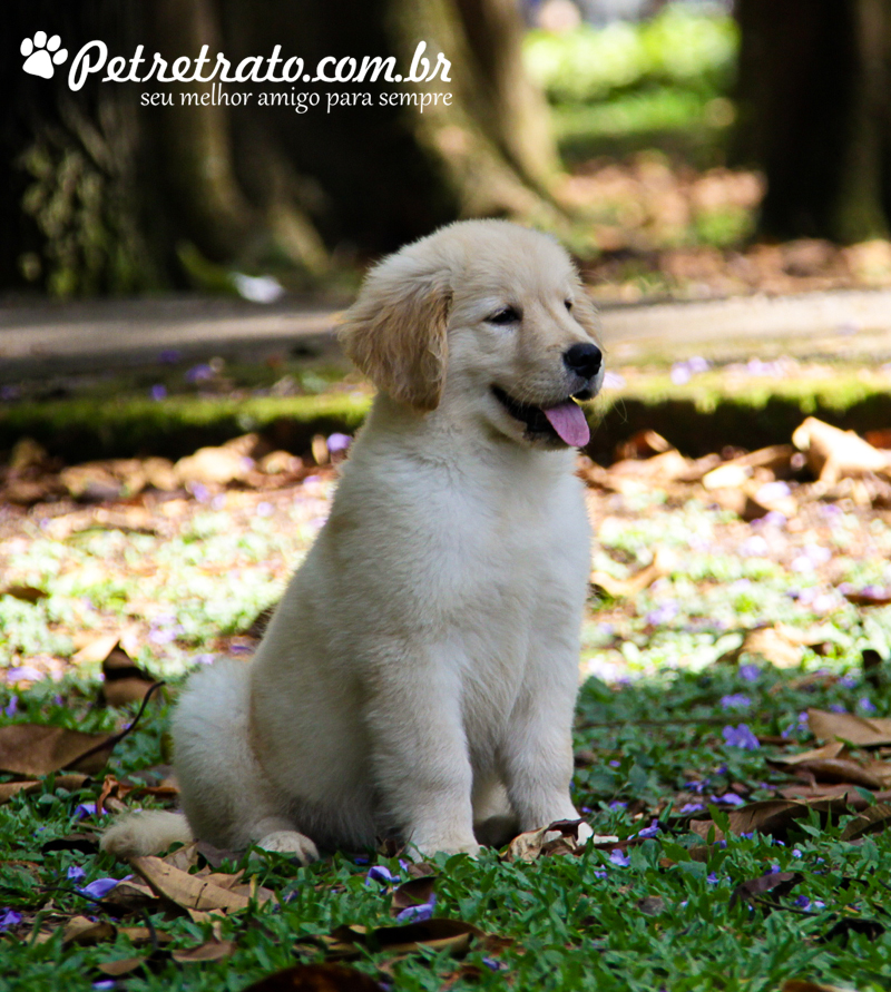 Book Golden Retriever