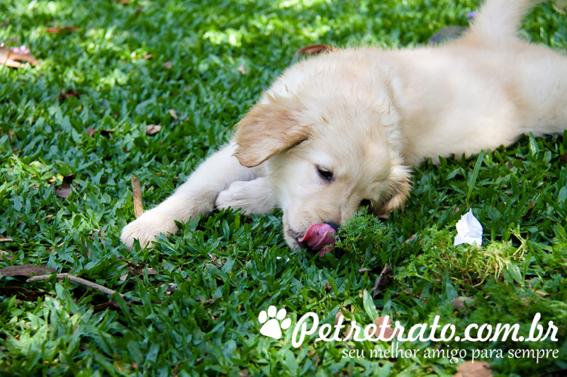 Book Golden Retriever