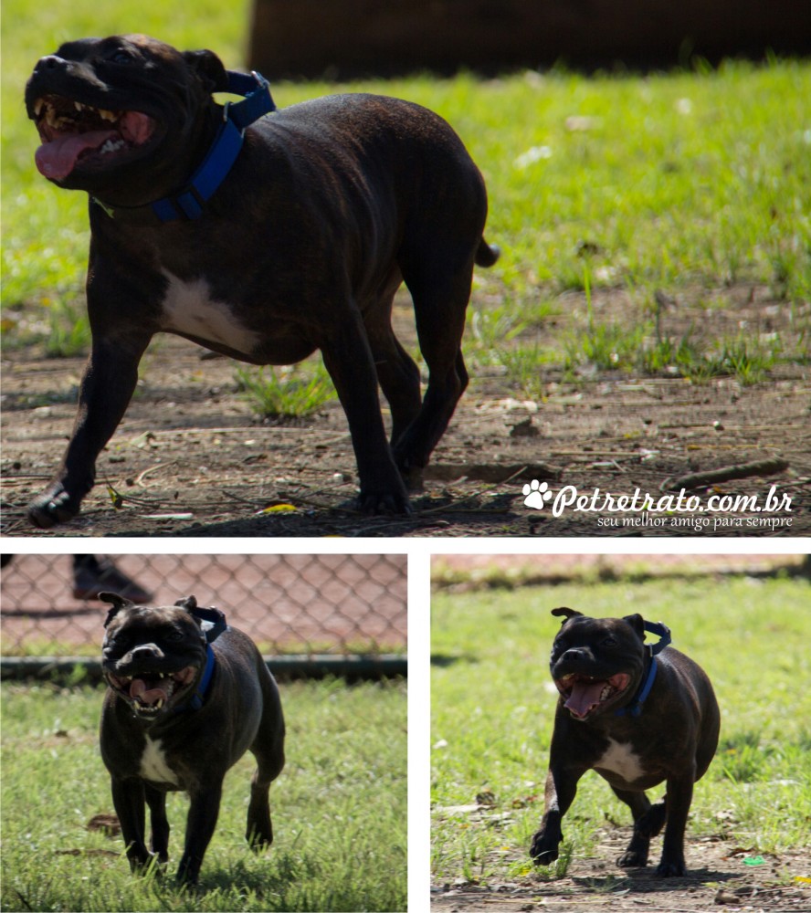 Fotos de ces no Parque do Ibirapuera