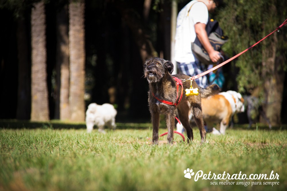 Fotos de ces no Parque do Ibirapuera