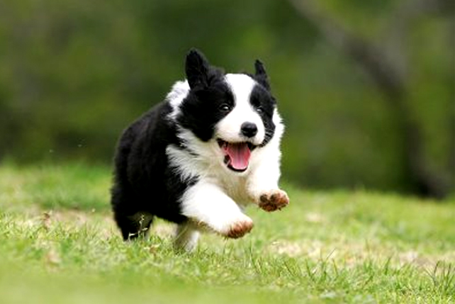 Border Collie fotos incrveis