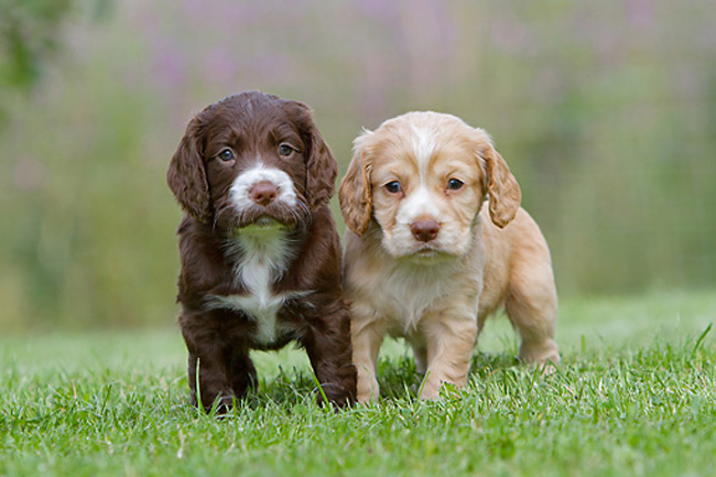 Cocker Spainel Ingls