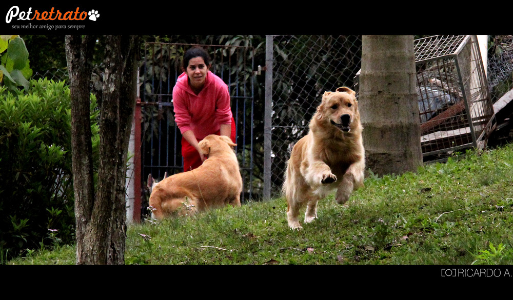 Golden Retriever fotos