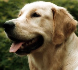 Fotos cães para recordação