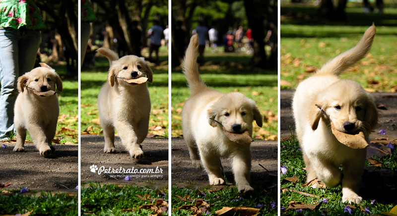 Book Golden Retriever