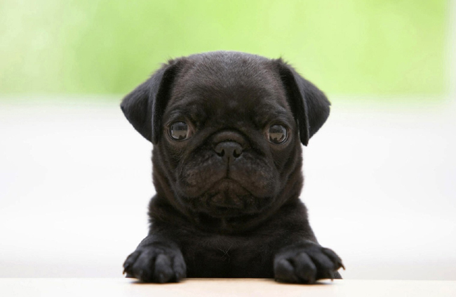 Pug