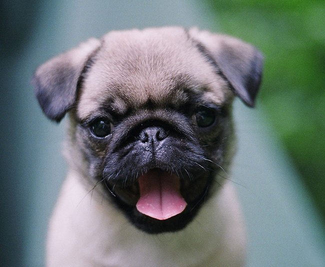 Pug