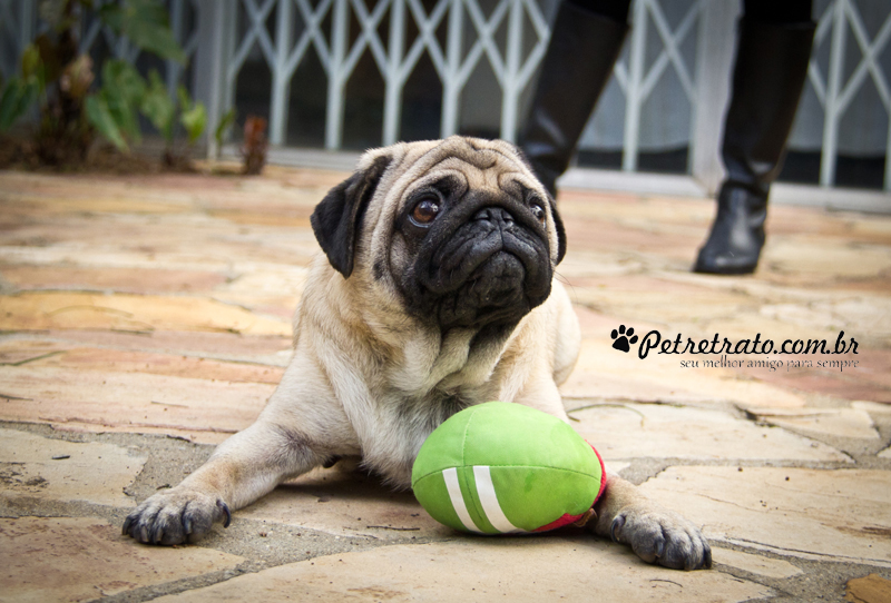 Book Pug