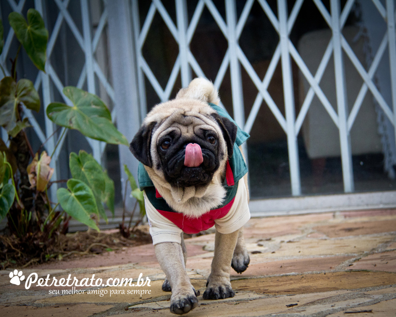 Book Pug