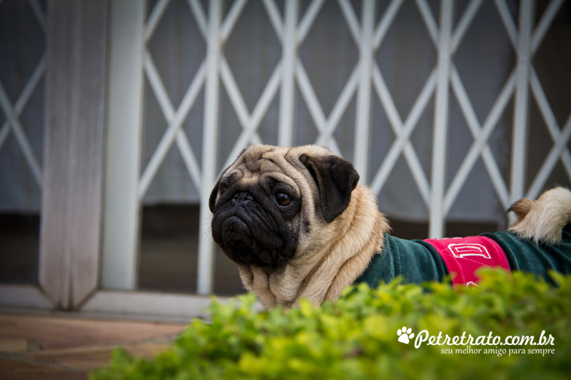 Book Pug