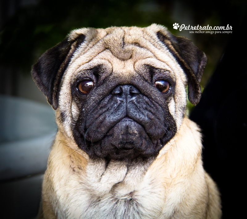 Book Pug