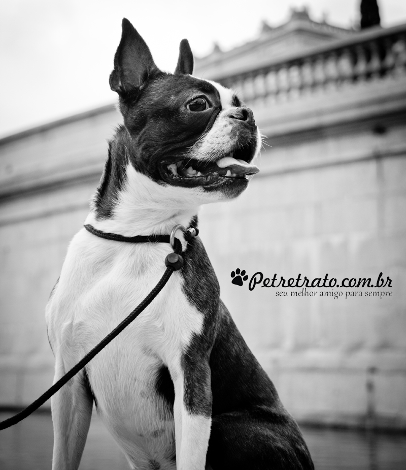 Boston Terriers e Bulldog Francs